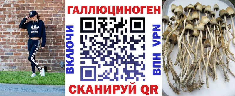Галлюциногенные грибы MAGIC MUSHROOMS  KRAKEN зеркало  Гвардейск  магазин продажи  
